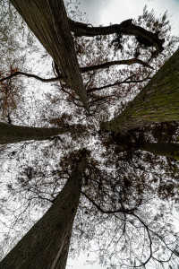 Autumn in Haarlem